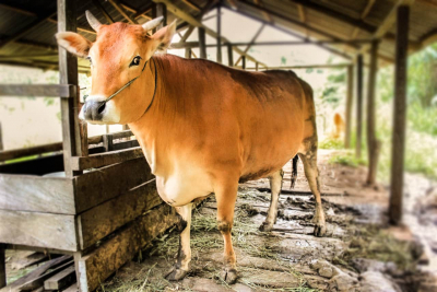 Integrasi Peternakan Sapi dan Perkebunan Kepala Sawit di Kabupaten Sintang